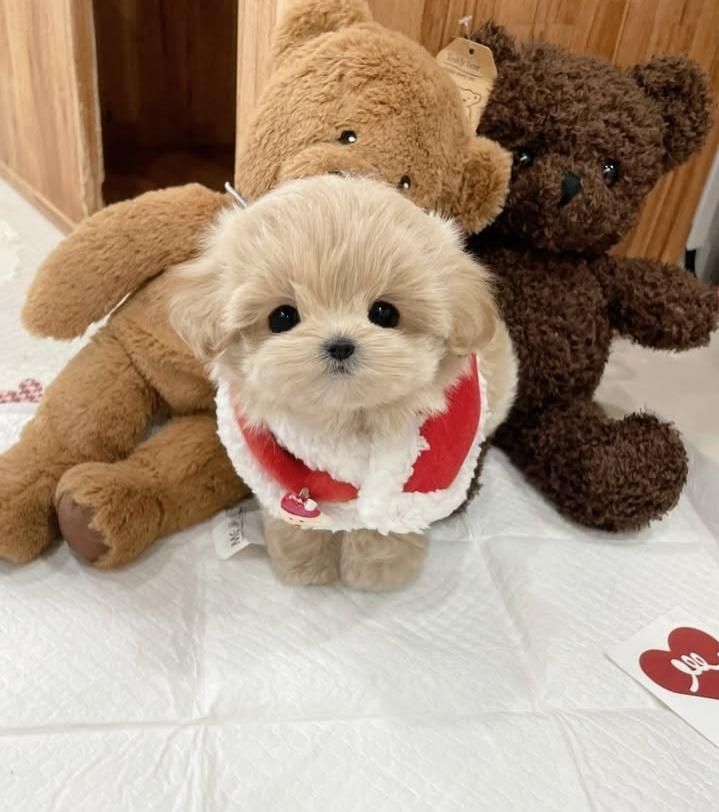 سگ گوگولی جیبی شیتزوپودل|سگ|تهران, جنت‌آباد جنوبی|دیوار