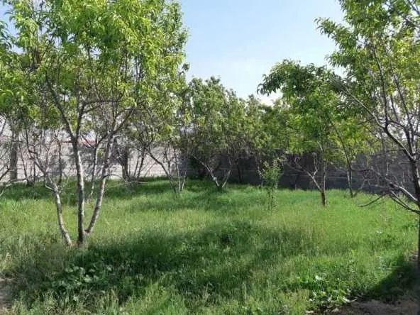 زمین ۲۵۰ متری در لاکانشهر|فروش زمین و ملک کلنگی|رشت, لاکان شهر|دیوار