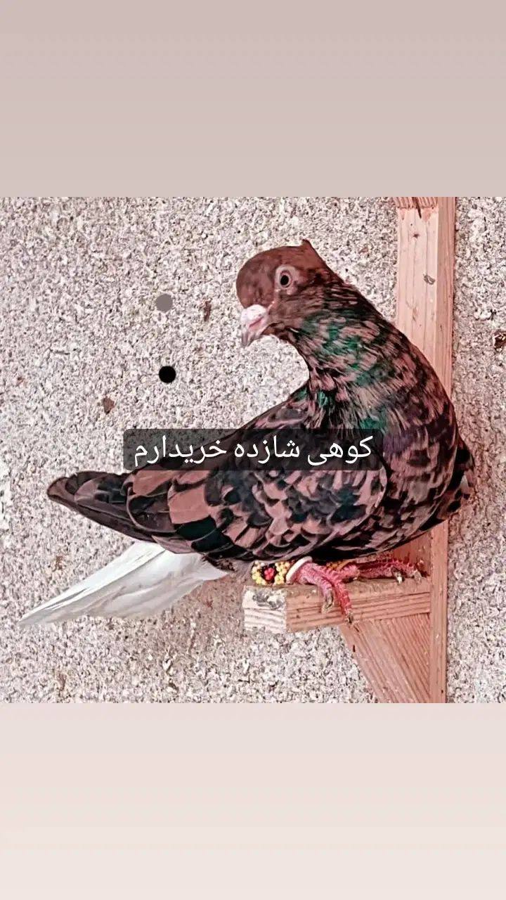 کبوتر دم سفید|پرنده|اهواز, ملاشیه|دیوار