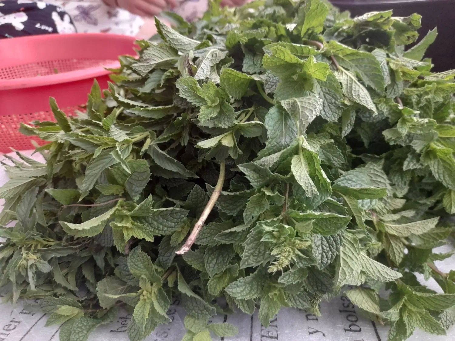 سفارش تهیه انواع سبزی خورشتی، خوراکی، سبزی خشک،|خدمات پذیرایی، مراسم|کرمانشاه, |دیوار