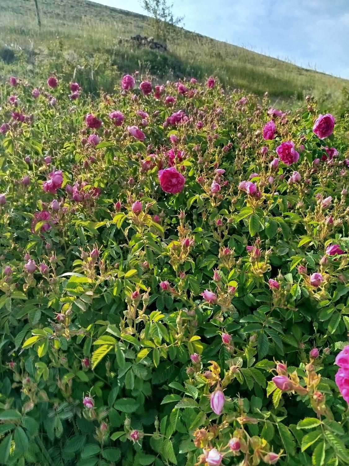 باغ و زمین زراعی|گل و گیاه طبیعی|تهران, استاد معین|دیوار