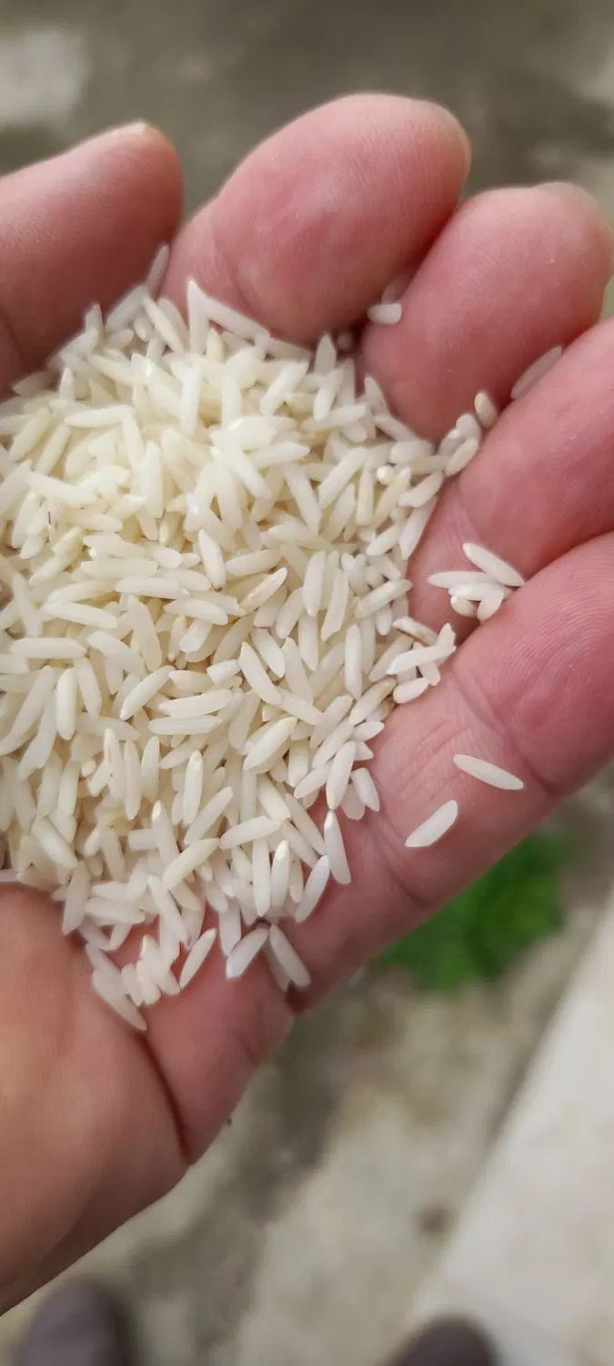 برنج هاشمی درجه یک با پخت عالی تازه بدون شکست|خوردنی و آشامیدنی|رشت, لاکان|دیوار