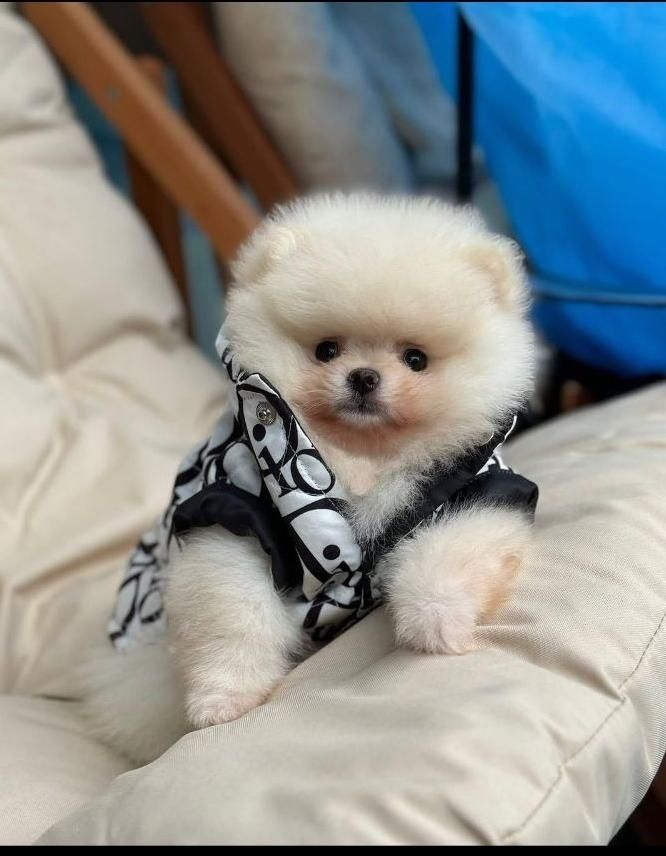 فروش سگ پامرانین و توی ،پودل بدون واسطه|سگ|اصفهان, جلفا|دیوار