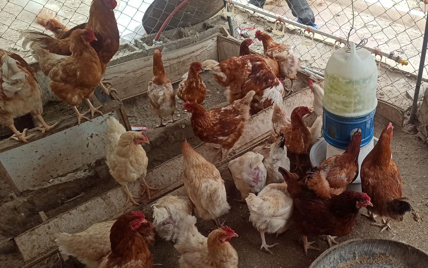 جوجه ۱۸ روزه نژاد لهستانی، لوهمن و آیسبار|حیوانات مزرعه|فردیس, فردیس|دیوار