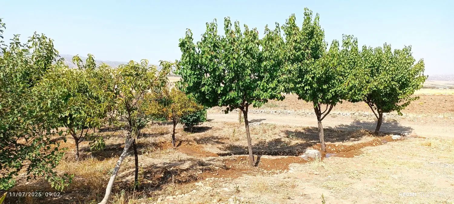 باغ|فروش زمین و ملک کلنگی|زرنه, |دیوار