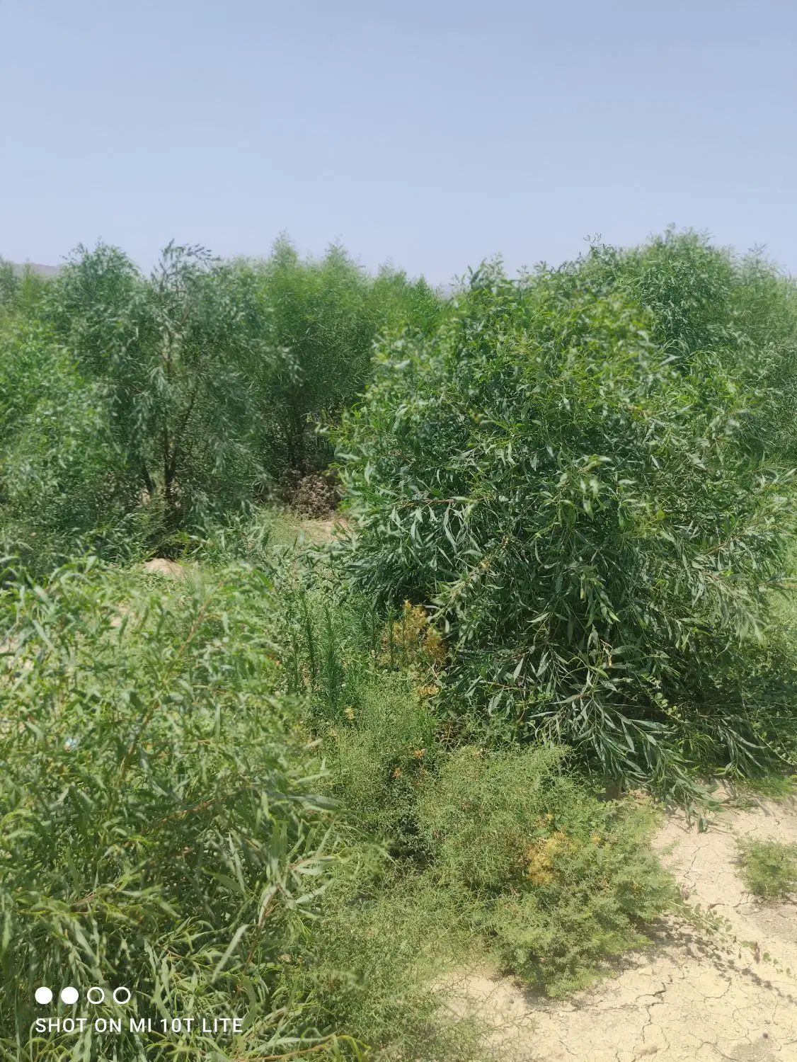 نهال اکاسیاه(بیدسیاه‌‌)۲۰تومن. اکالیپتوس چوب سیاه|خدمات باغبانی و درختکاری|جهرم, |دیوار
