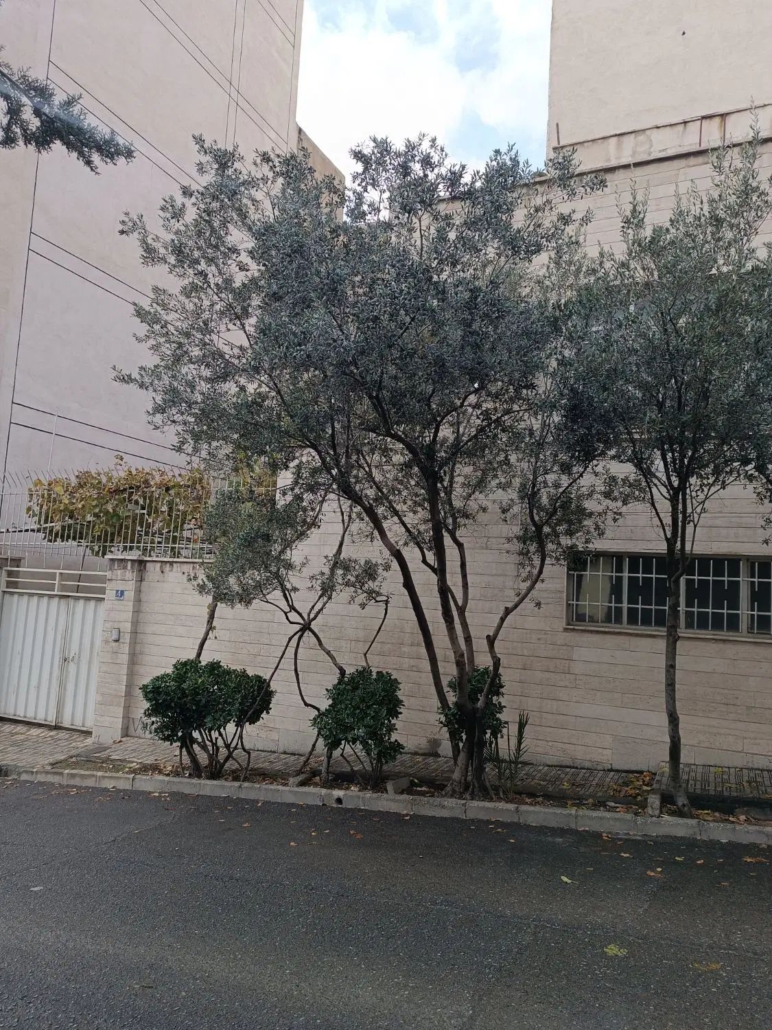 کلنگی ۳۲۰ متر بر ۱۲ جنوبی ۲ طبقه ستاری پیامبر غربی|فروش زمین و ملک کلنگی|تهران, جنت‌آباد جنوبی|دیوار