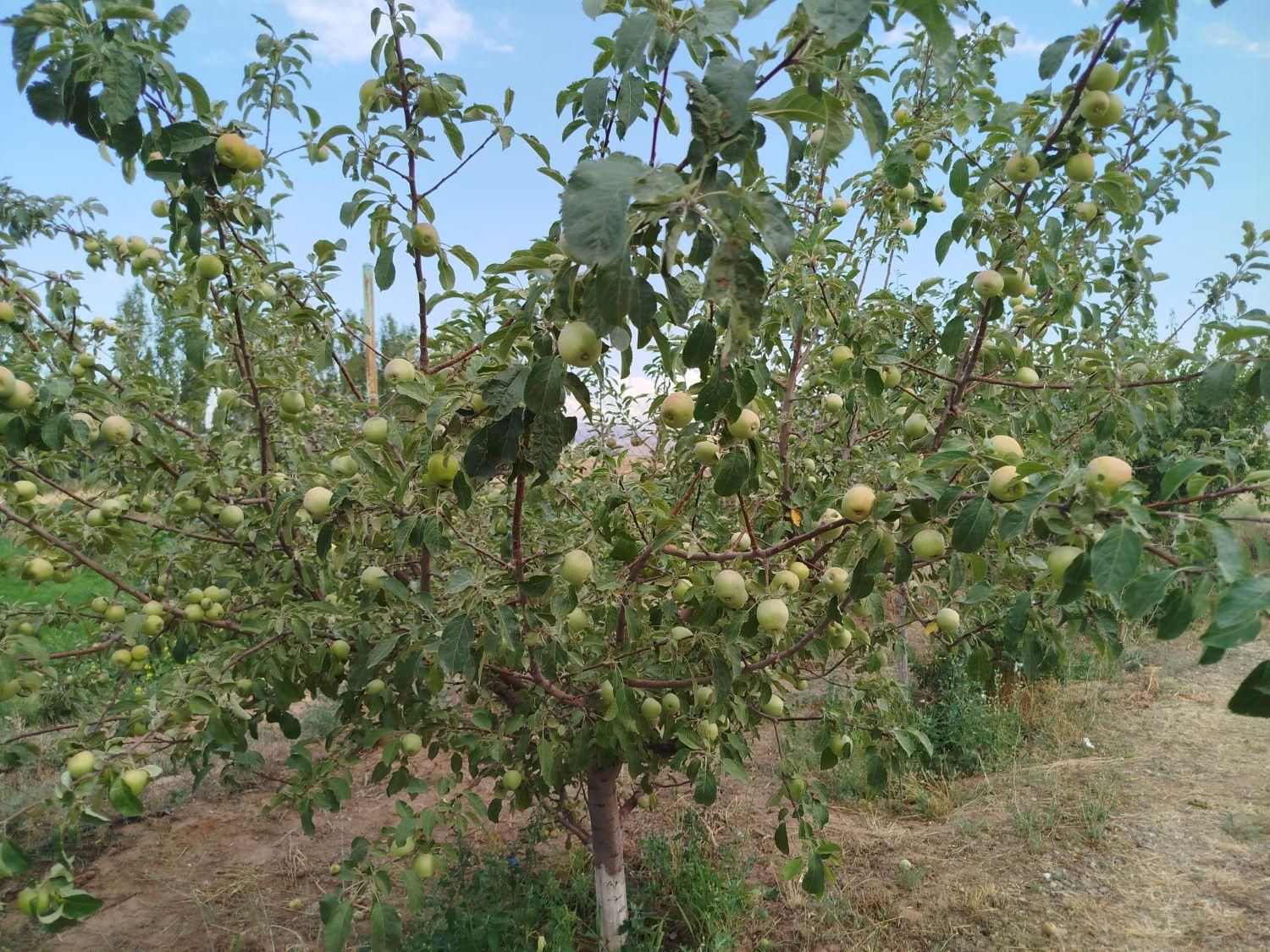 باغ به متراژ ۲۰۰۰متر در شربیان|فروش خانه و ویلا|مهربان, |دیوار