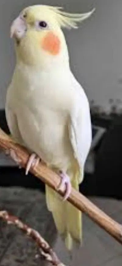 عروس هلندی گمشده هرکس تحویل بده مژدگانی خوبی داره|حیوانات|نیشابور, میدون بار|دیوار