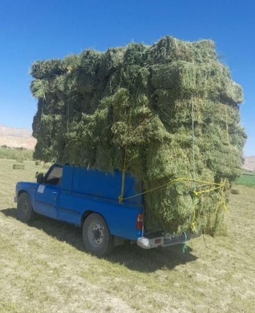 خرید و فروش یونجه خشک|خدمات باغبانی و درختکاری|قوچان, |دیوار