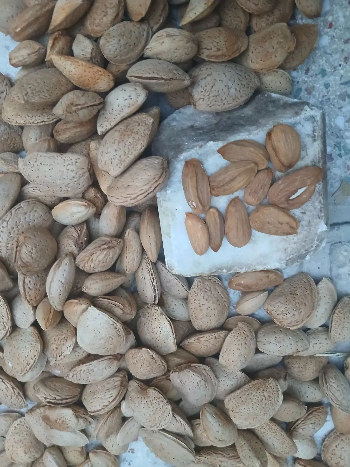 بادام سنگی|خوردنی و آشامیدنی|اصفهان, پروین|دیوار