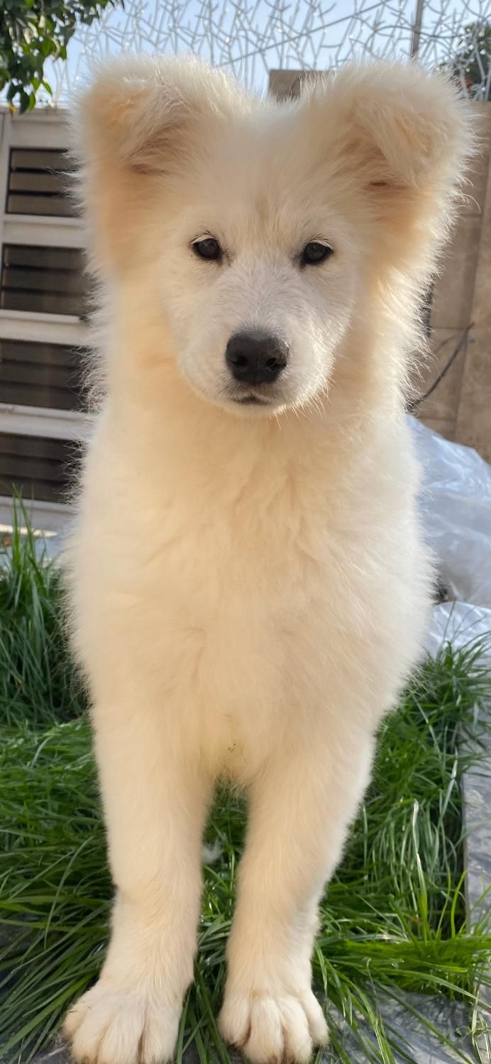 توله سامویید|سگ|گرگان, |دیوار