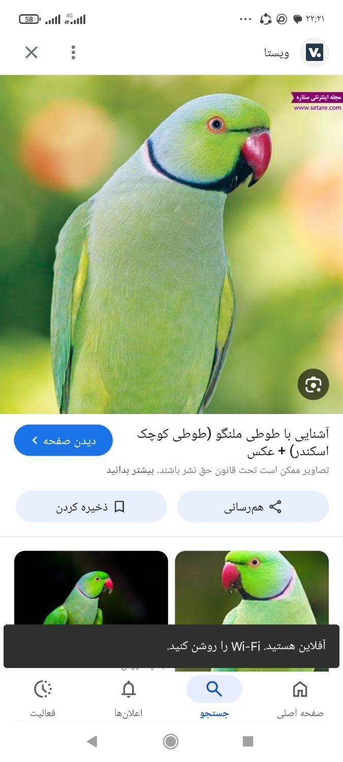 طوطی سبز رنگ ملنگو پیدا شده|حیوانات|مشگین شهر, |دیوار
