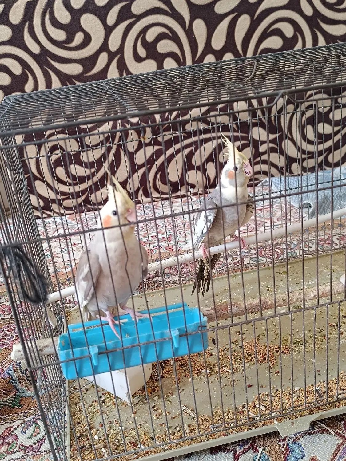 عروس هلندی|پرنده|اصفهان, همت‌آباد|دیوار