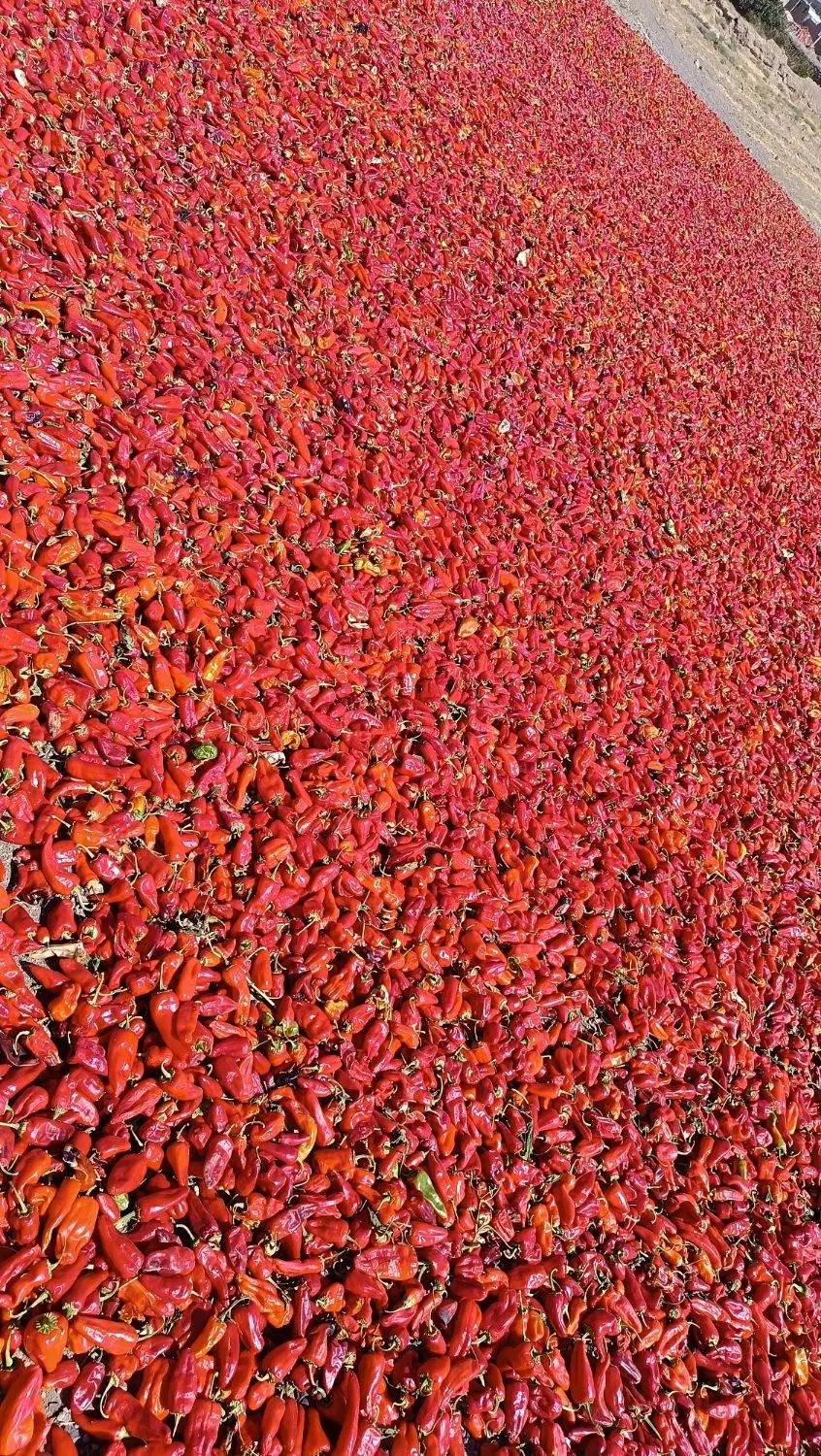 فلفل درجه 1|خوردنی و آشامیدنی|تهران, آجودانیه|دیوار