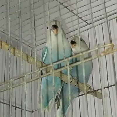 3عددکوتوله دستی رام جف مرغ عشق اسپانگل رنگین کمانی|پرنده|سبزوار, ولیعصر (نجار آباد)|دیوار