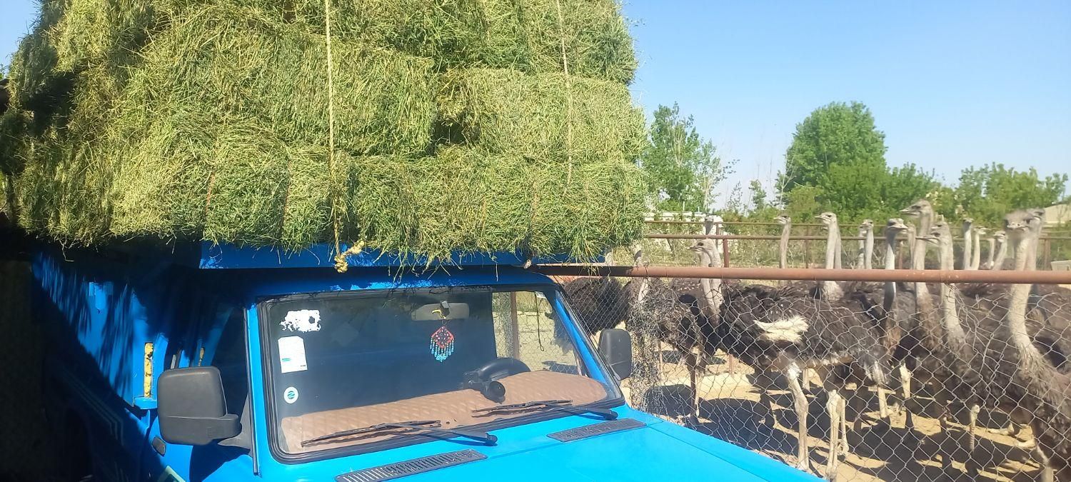 باسلام  یونجه تازه خشک تحویل دربه مکان|عمده‌فروشی|کرج, برغان|دیوار