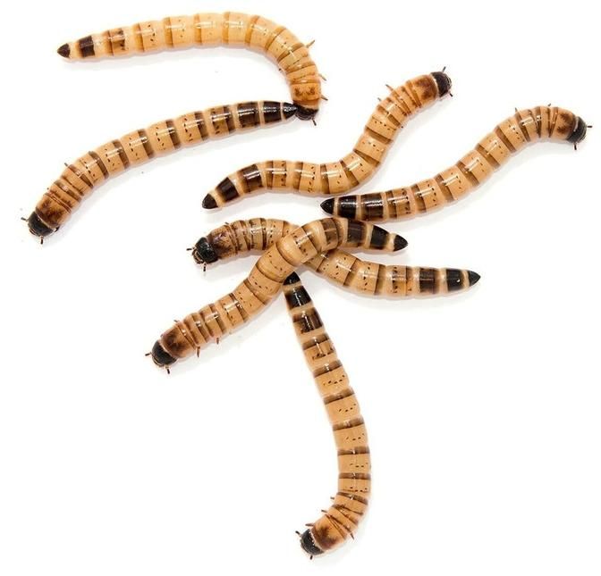 میلورم و سوپرورم(زنده) جیرجیرک|خزنده|تهران, خاک سفید|دیوار