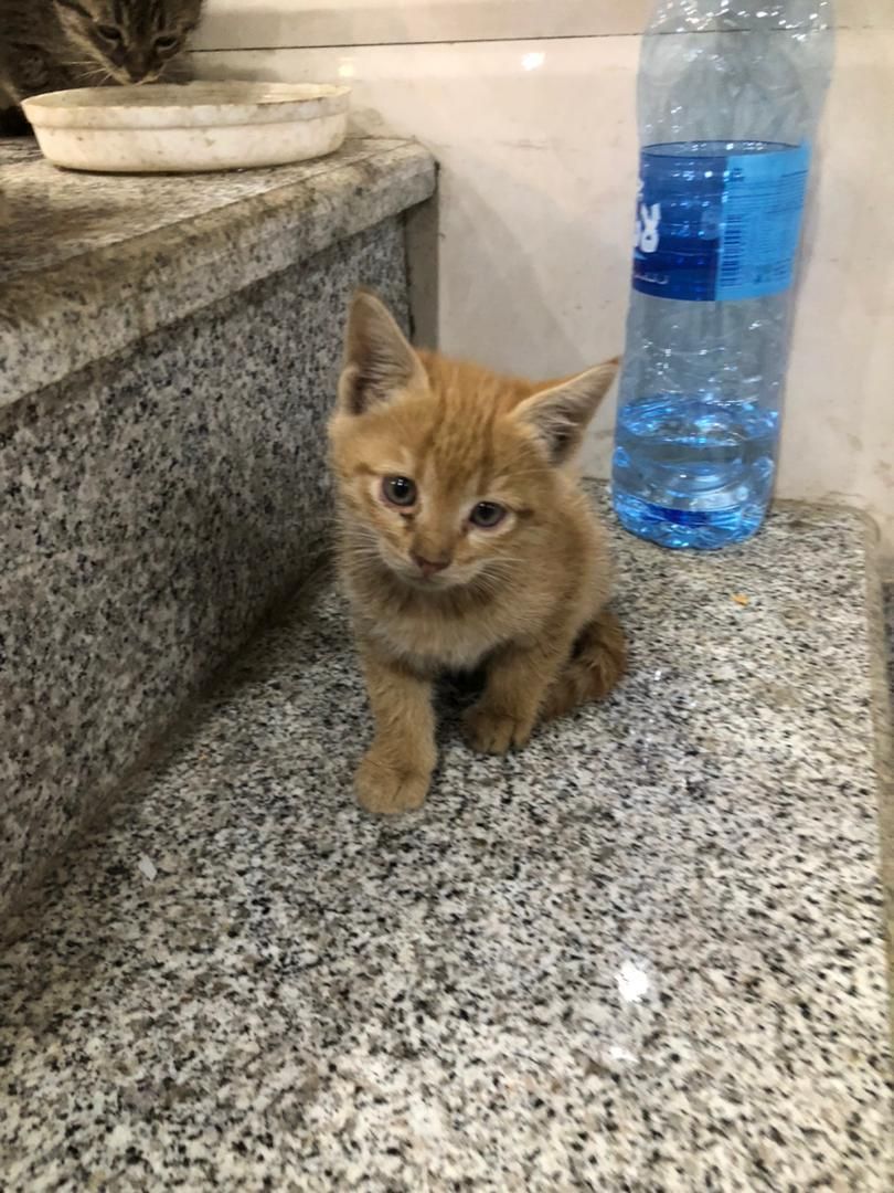 گربه|گربه|همدان, |دیوار