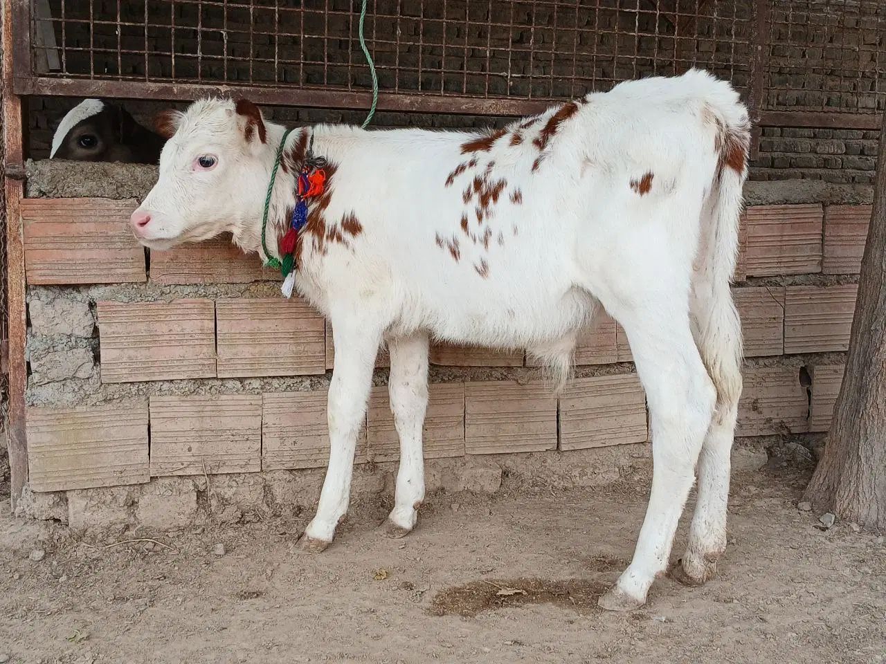 دوعدد گوساله سیمینتال نر قرمز شرابی آخر جنس گاو|حیوانات مزرعه|آق قلا, |دیوار