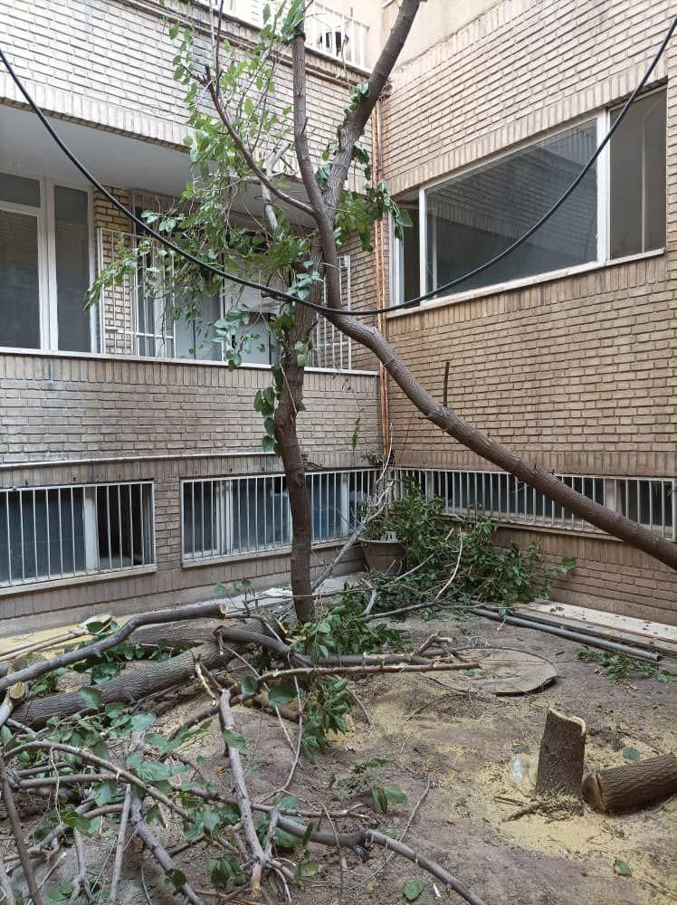 خریددرخت خریدچوب برش چوب خریدچوب کهنه وهرس|خدمات باغبانی و درختکاری|تبریز, |دیوار