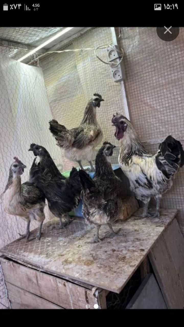 جوجه و تخم مرغ ایام سمانی و لاکندزی ضد سرطان|حیوانات مزرعه|شاهینشهر, مخابرات (شهید بهشتی)|دیوار