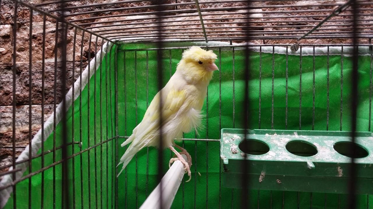 قناری نر زرد رنگ|پرنده|شاهین‌شهر, پارک بانک استان|دیوار