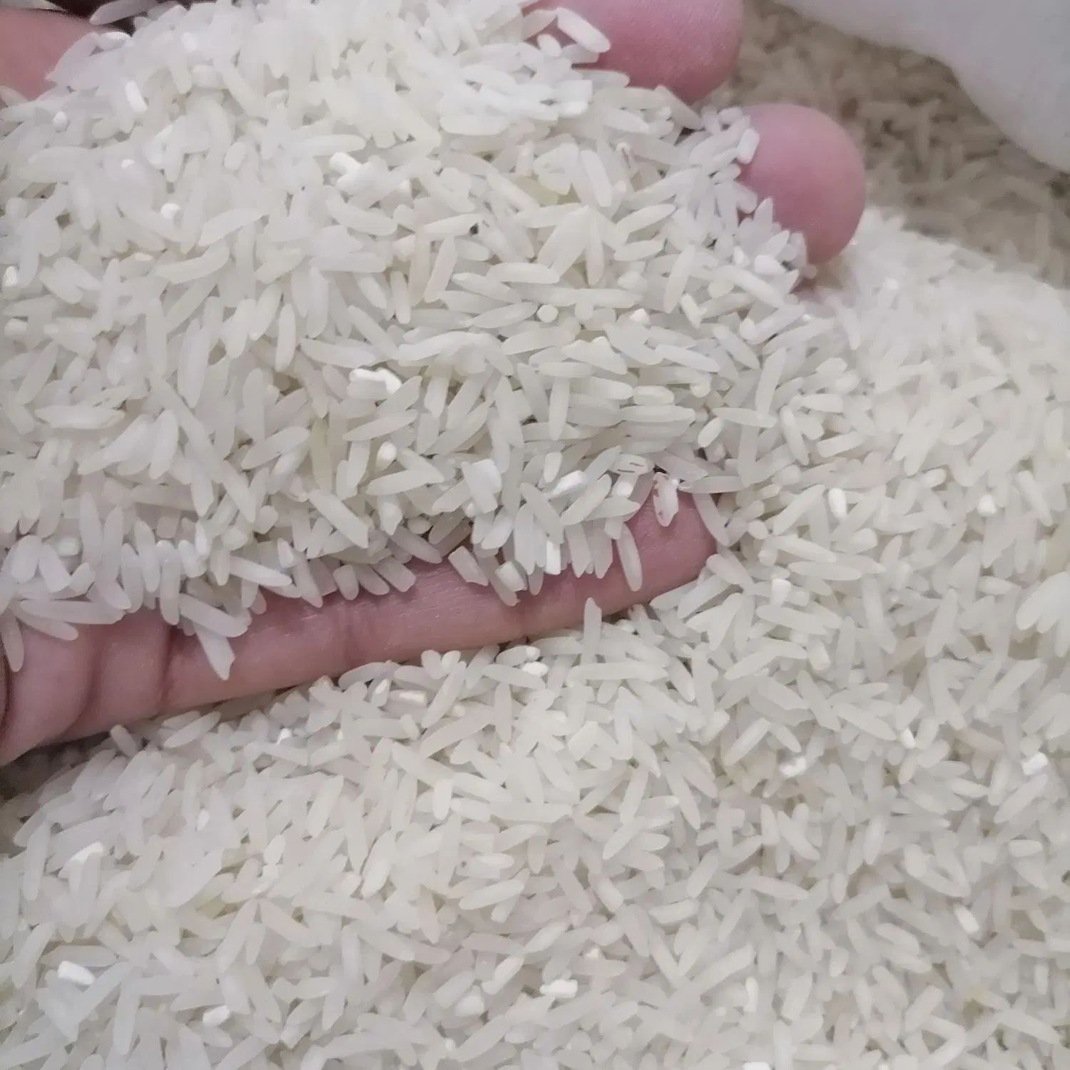 برنج فجر اعلاء فقط 30درصد لاشه داره کیلویی 170ت|خوردنی و آشامیدنی|گنبد کاووس, |دیوار
