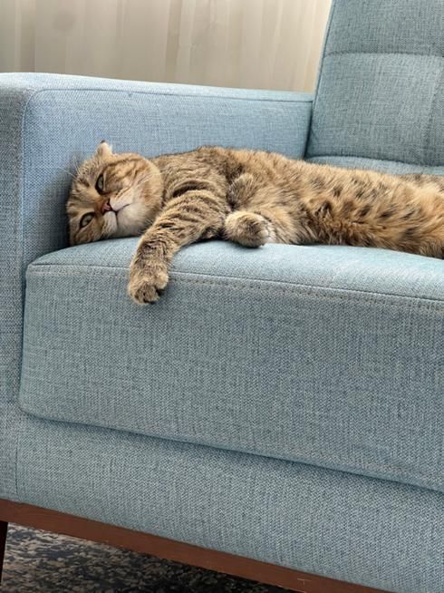 جفت گیری گربه نر|گربه|پرند, فاز ۴|دیوار