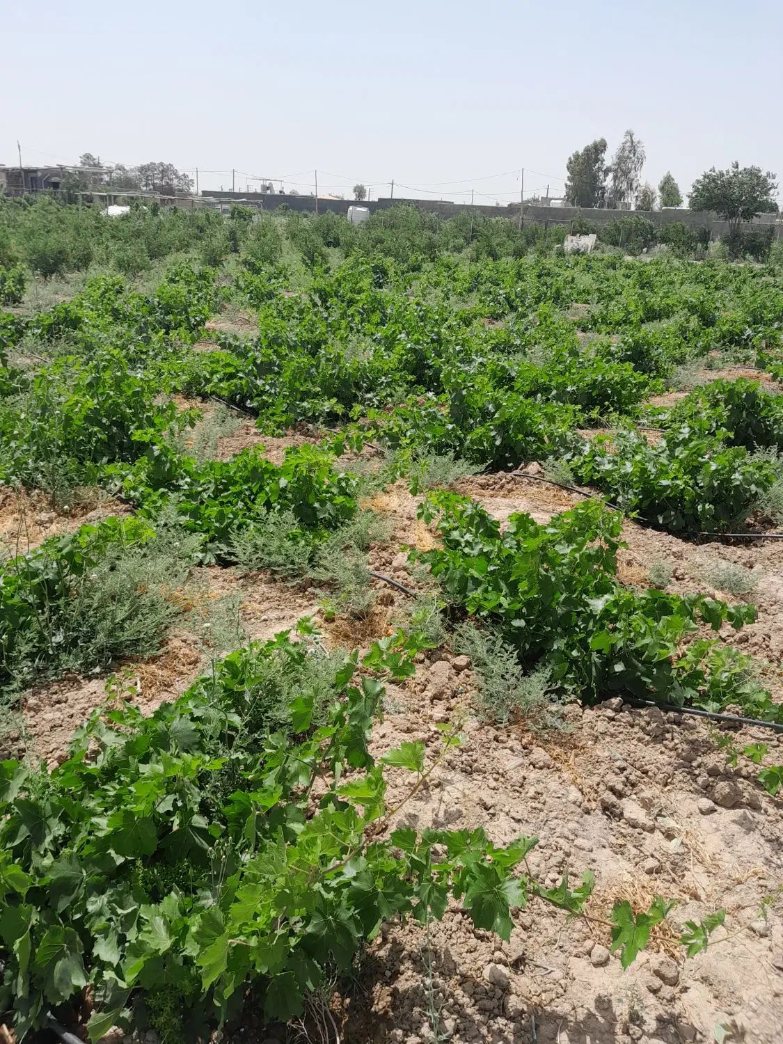 زمین کشاورزی در ۲۰۷۰ متر در علی آباد محیط|فروش دفتر صنعتی، کشاورزی، تجاری|جوادآباد, |دیوار