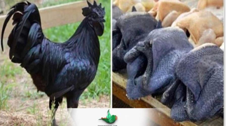 دفع بلاو چش زخم واج نه باذبح مرغ خونی خروس گوسفند|حیوانات مزرعه|مشهد, سرافرازان|دیوار