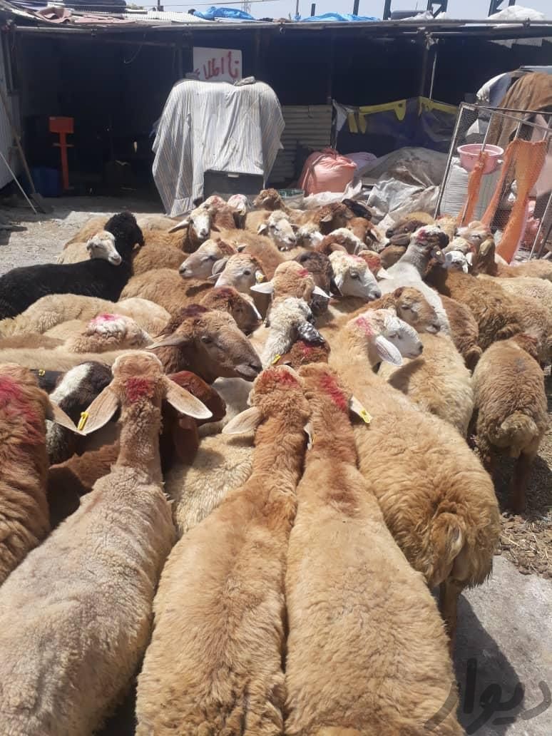 دامداری مجهز به ۵۰۰راس دام نرینه ماده سبک سنگین|حیوانات مزرعه|مشهد, توس (بلوار توس)|دیوار