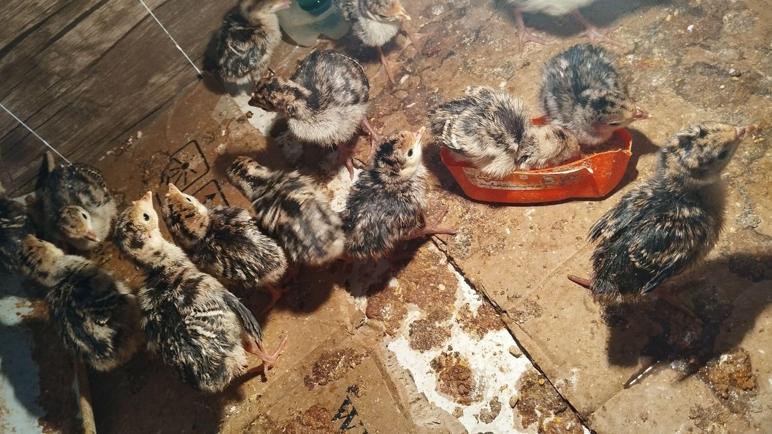 بوقلمون یک هفته ای|حیوانات|بندر ترکمن, |دیوار