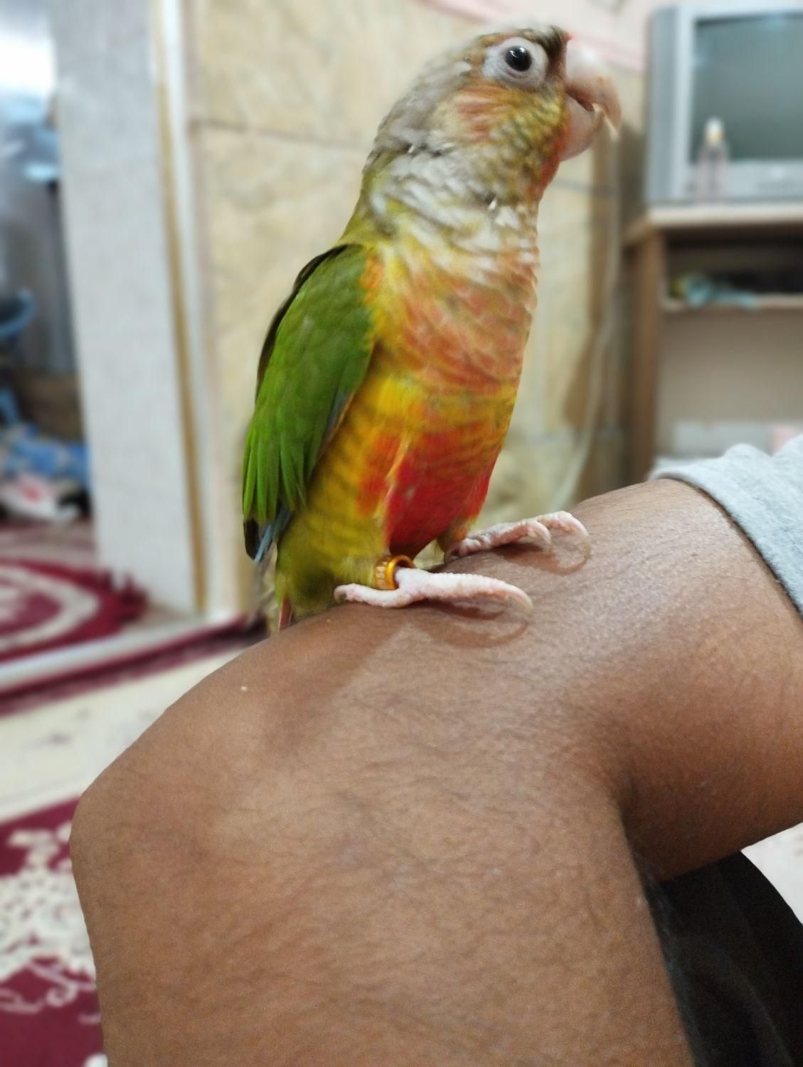 طوطی گرینچیک|پرنده|میناب, |دیوار