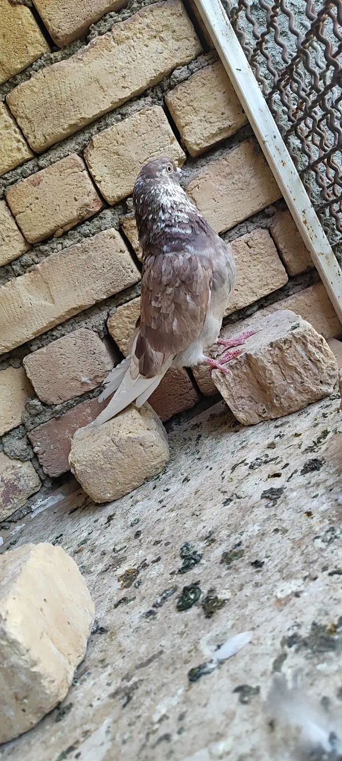 کفتر درجه یک|پرنده|اصفهان, گورت|دیوار
