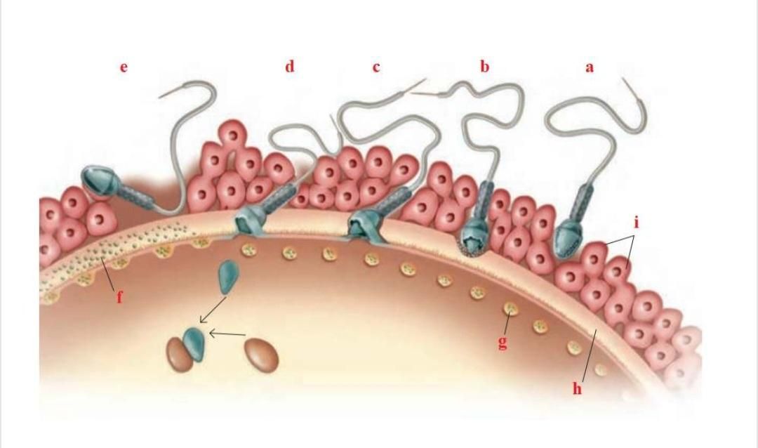 تدریس زیست شناسی کنکوری و تقویتی|خدمات آموزشی|کرج, فاز ۳ گوهردشت|دیوار