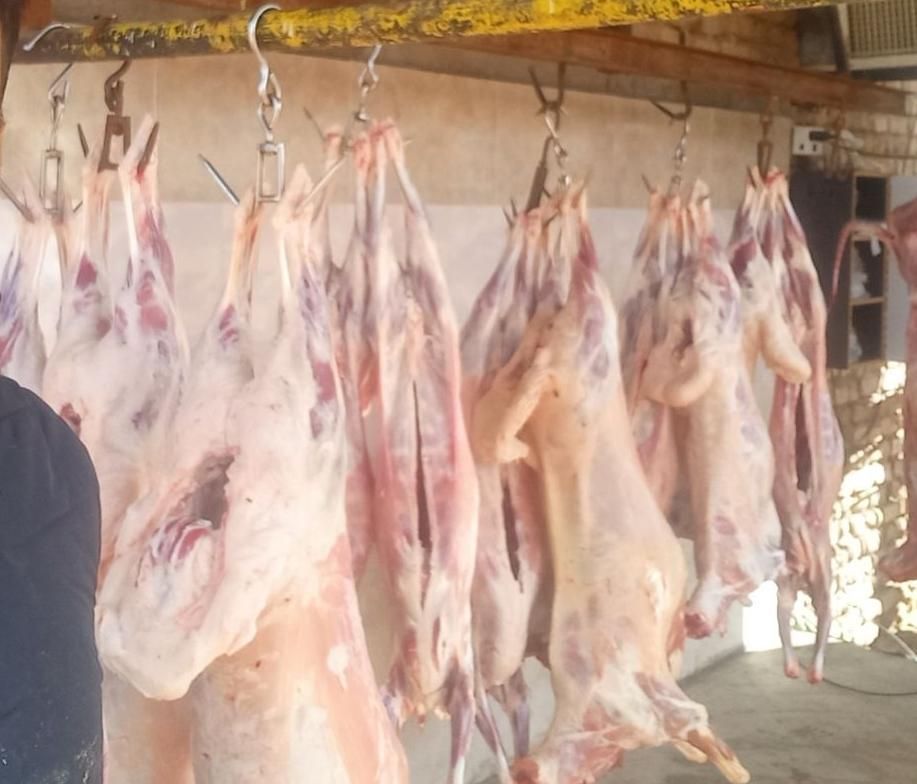 فروش بره وکره محلی باقصاب رایگان|حیوانات مزرعه|رفسنجان, |دیوار