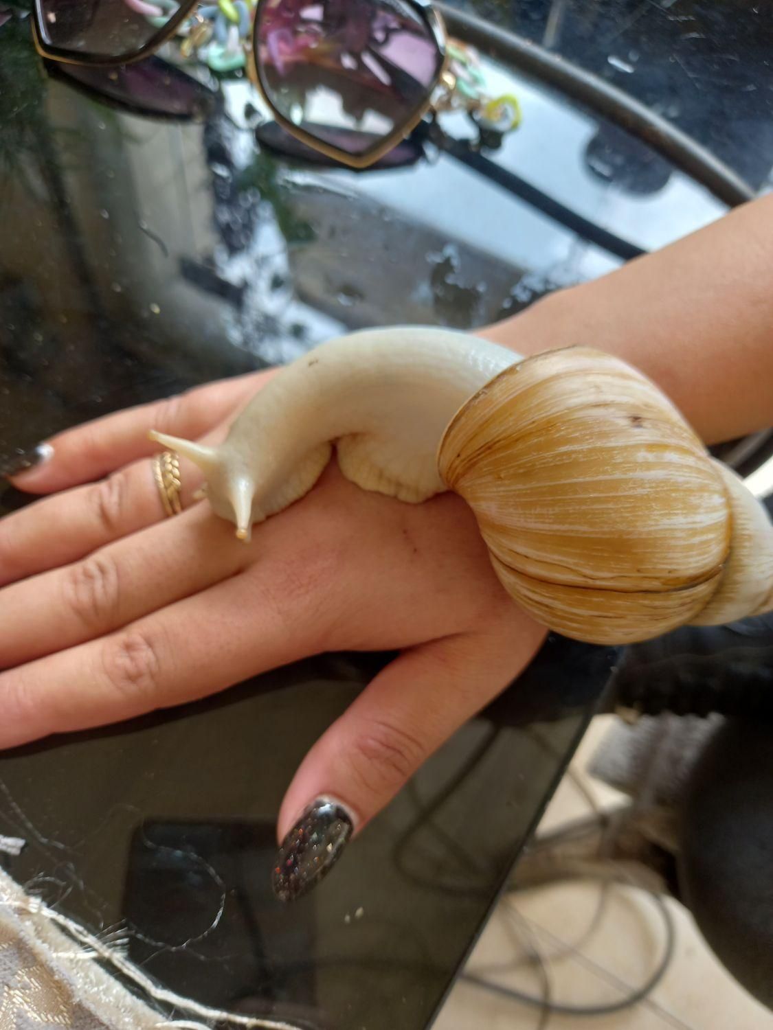 فروش حلزون آلبینو|خزنده|ملارد, |دیوار