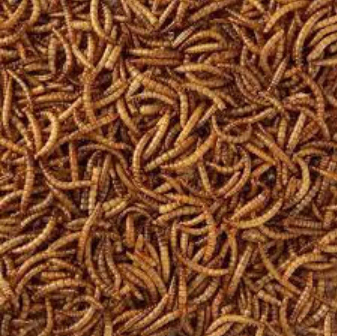 سوپرورم و میلورم زنده|لوازم جانبی حیوانات|تهران, اکباتان|دیوار