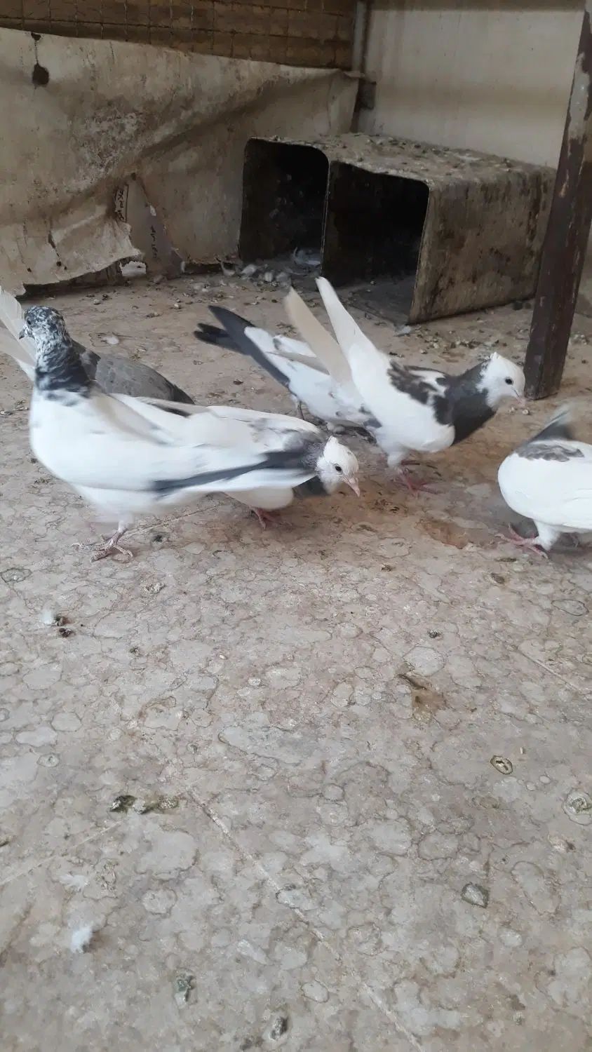 کبوتر|پرنده|اصفهان, پرتمان|دیوار