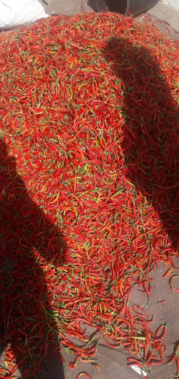 فلفل سبز و قرمز تند|خوردنی و آشامیدنی|تهران, حسن‌آباد|دیوار