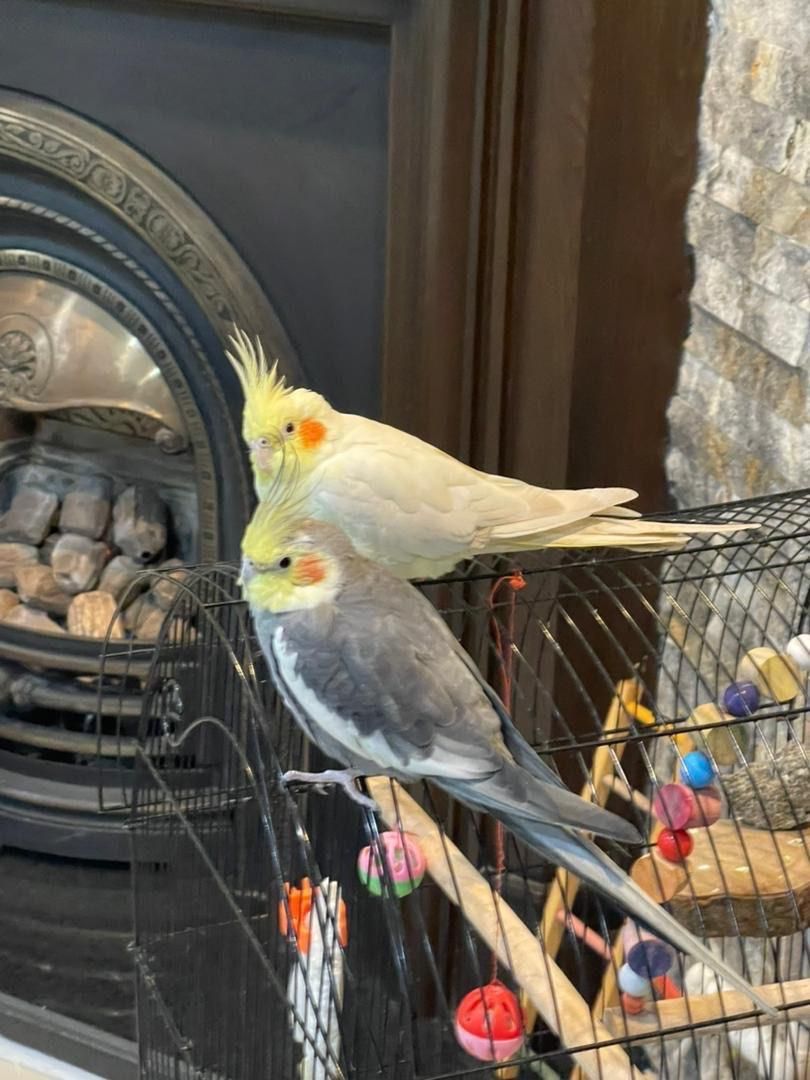 یک جفت عروس هلندی نرو ماده ارام|پرنده|رشت, دیلمان|دیوار