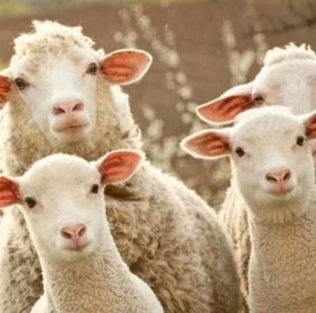 بهترین دام جهت مصرف وعقیقع|حیوانات مزرعه|قزوین, |دیوار