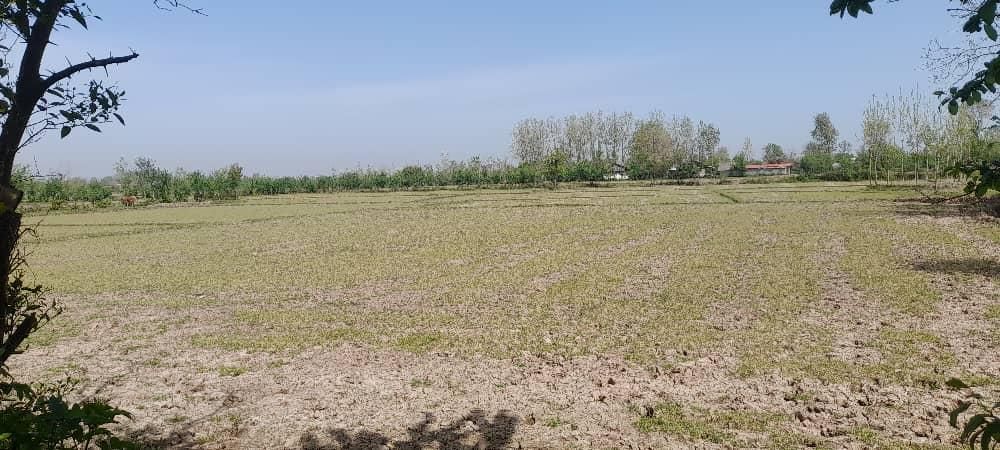 ۳هکتارشالیزار جای بکرروستایی سنگررشت|فروش زمین و ملک کلنگی|سنگر, |دیوار