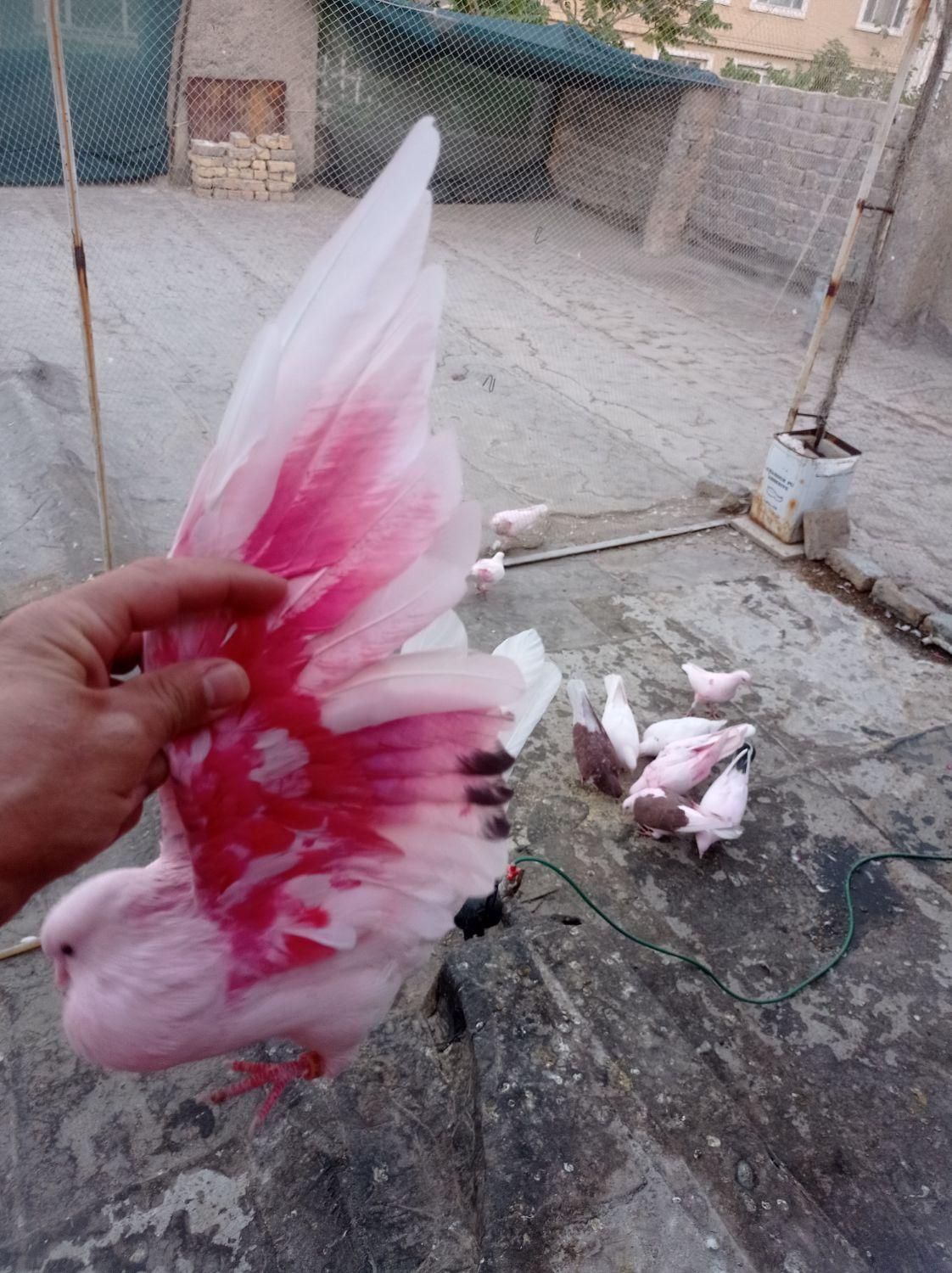کبوتر تهرونی گمشده کفتر تهرانی گم شده صید|پرنده|مشهد, دانشجو|دیوار