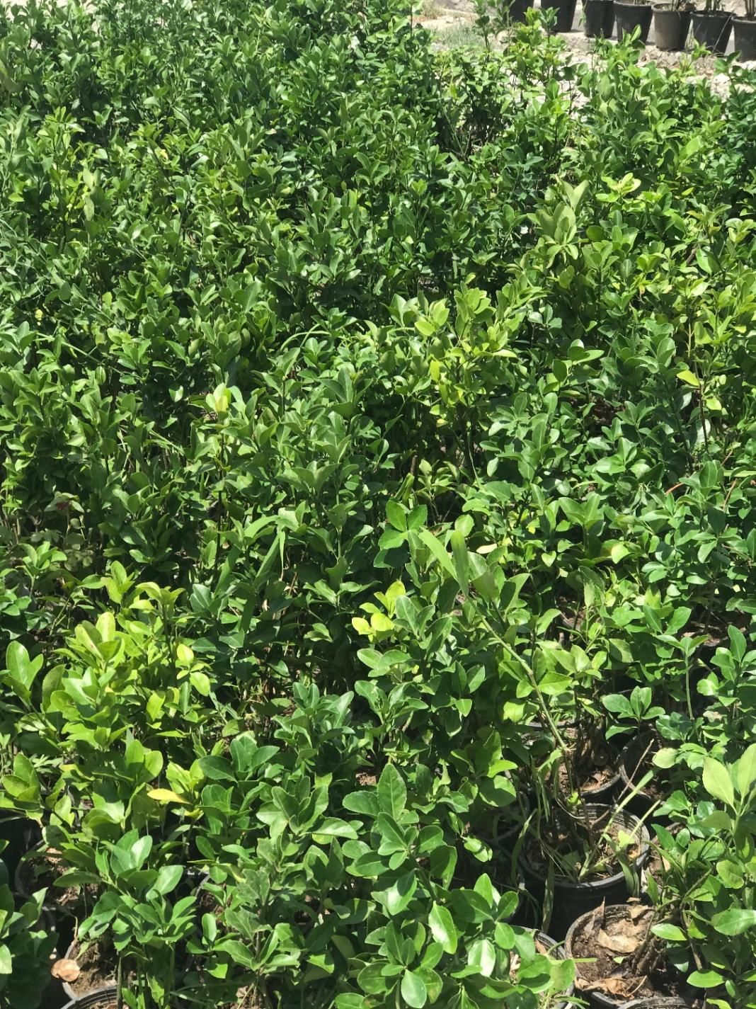 شمشاد سبز گلدانی ریشه پر با کیفیت فقط۲۰|خدمات باغبانی و درختکاری|تهران, شهرک استقلال|دیوار