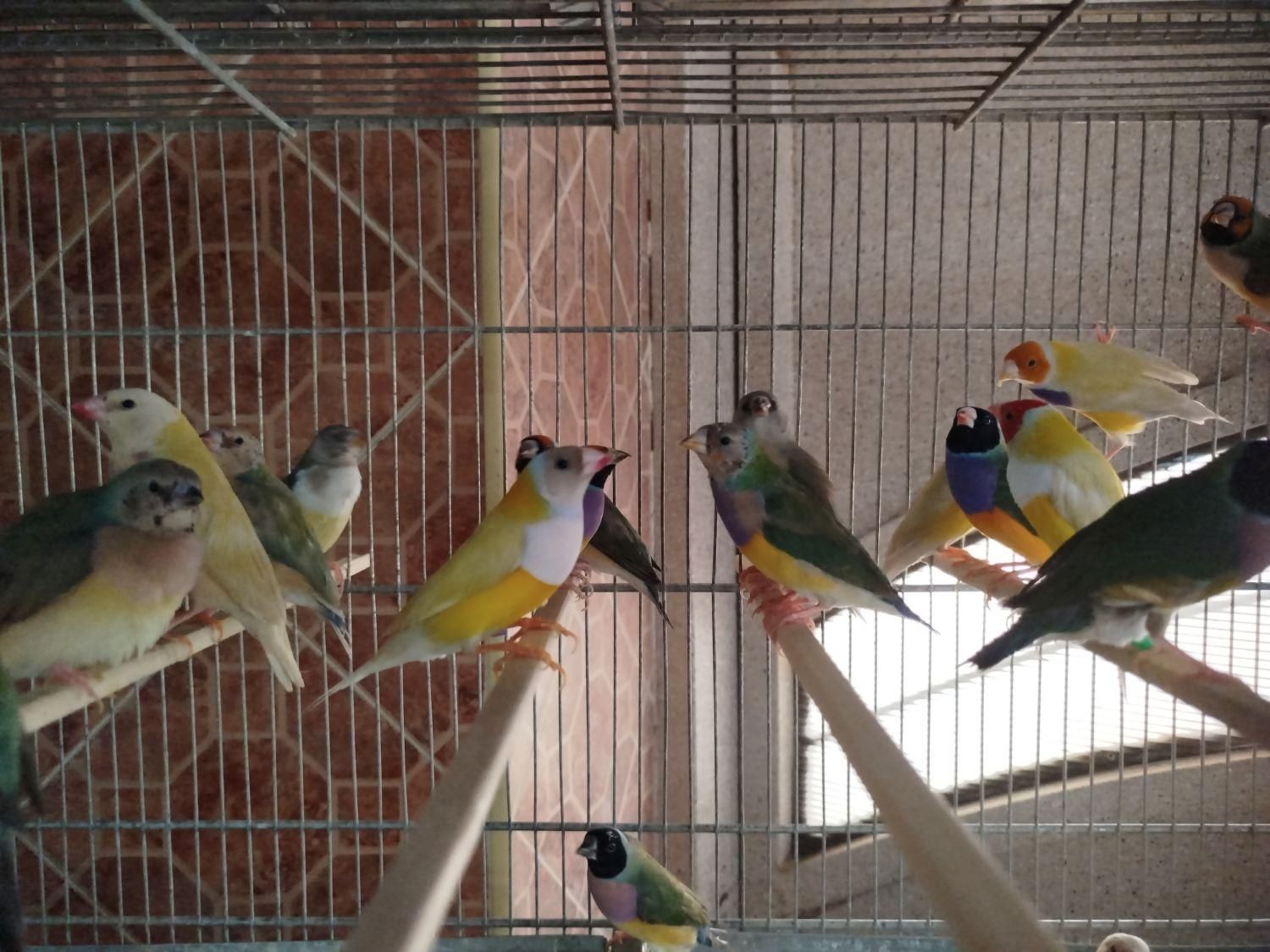 جوجه فنج گلدین|پرنده|اصفهان, ارغوانیه|دیوار