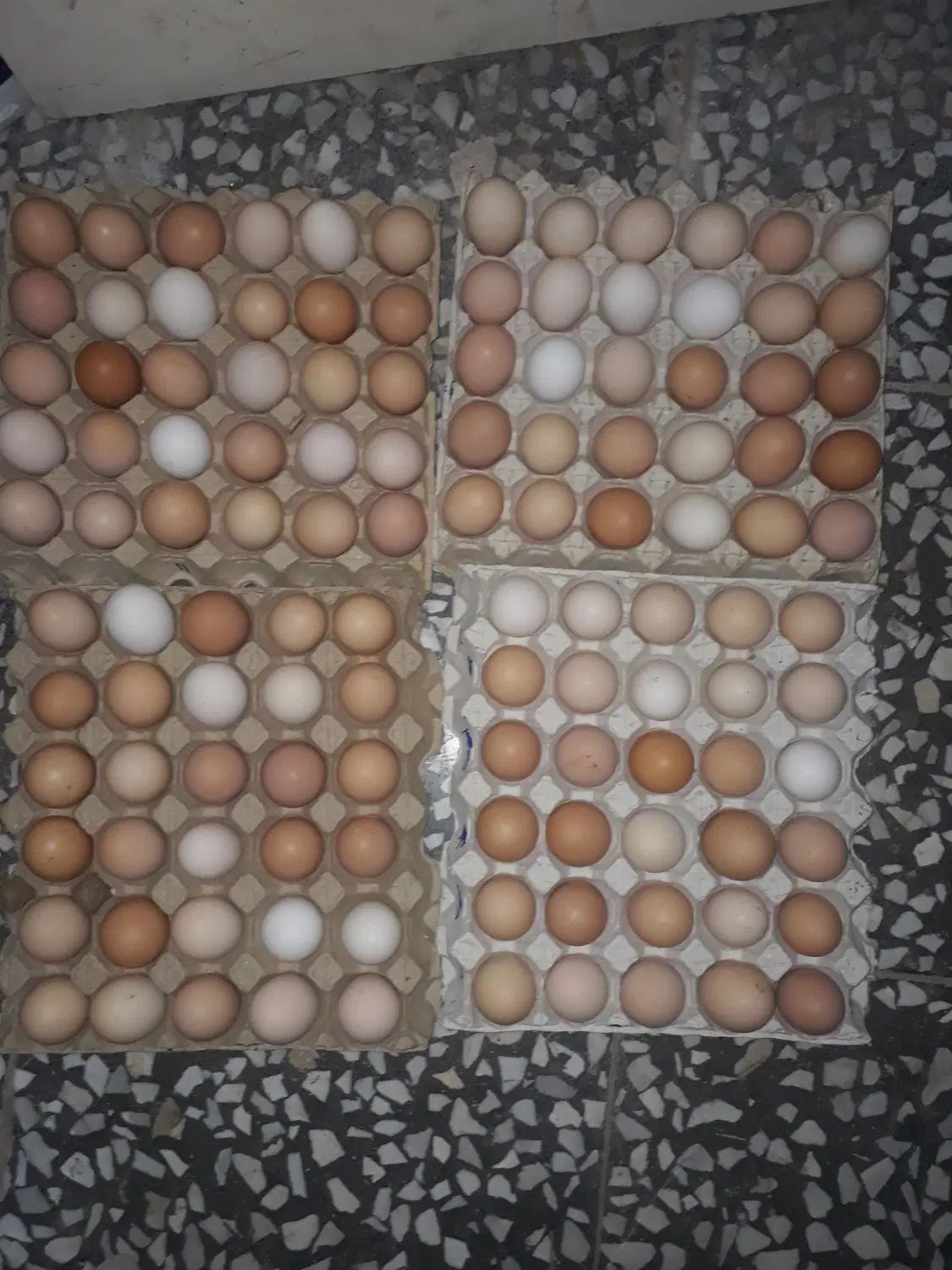 تخم مرغ نطفه دار وخوراکی اورگانیک|حیوانات مزرعه|رشت, نیروی دریایی|دیوار