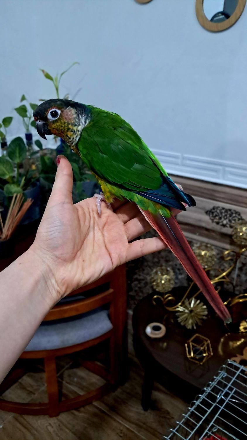 گرین چیک نر شاه تخم  رقاص پروازی رام سخنگو|پرنده|شیراز, شهرک امام حسن|دیوار