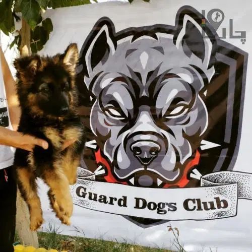 ژرمن آلمانی نگهبان باهوش آموزش پذیرgerman shepherd|سگ|تهران, کن|دیوار